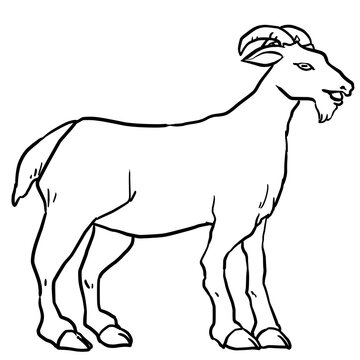 Realistic goat line art illustration