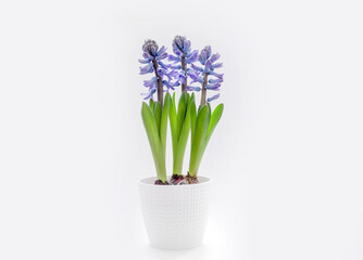 blue hyacinth flowers