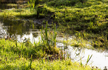 Landscape with stream and grass, Lek Reczynski, Lodz Voivodeship, Poland