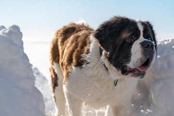 Adult Saint Bernard dog playing around in Snow during winter.