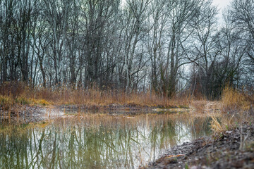 Fototapeta premium Lake in the forest at winter.
