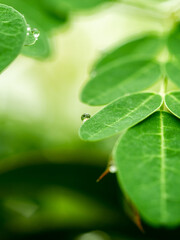 Rain Drops on The Horseradish Tree Leaves