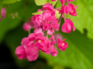 Fototapeta na wymiar Bunch of Pink Mountain Rose Flowers Blooming