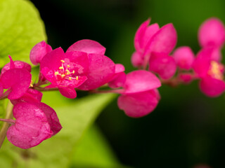 Water Drops on Bunch of Pink Mountain Rose Flowers Blooming