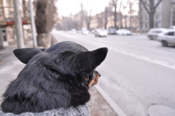 Russian Toy Terrier Looks Into the Distance