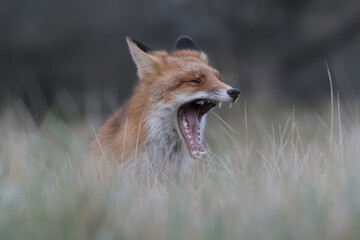 Yawning red fox is relaxing in the high grass that is ready for a nap, photographed in the dunes of the Netherlands.