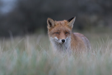 Cute red fox relaxing in the high grass that is ready for a nap, photographed in the dunes of the Netherlands.