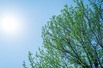 新緑と太陽
