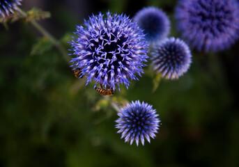 Close-up of globe thistle flowers, Lanckorona, Lesser Poland, Poland