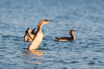 The great cormorant Phalacrocorax carbo in natural habitat. Animal photography