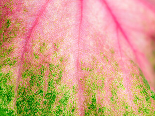 Abstract of Pattern on The Fancy leaved Caladium
