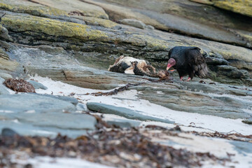 The Turkey vulture (Cathartes aura)