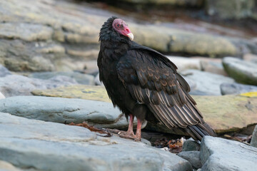 The Turkey vulture (Cathartes aura)