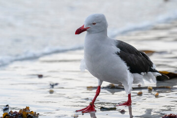 The Dolphin gull (Leucophaeus scoresbii)