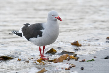 The Dolphin gull (Leucophaeus scoresbii)