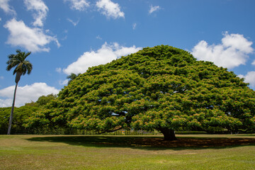 ハワイ　モンキーポッド