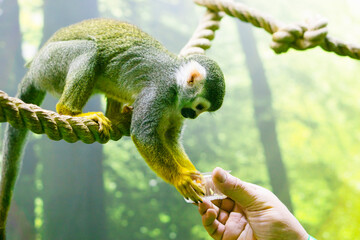 Man feeding a monkey, - Powered by Adobe