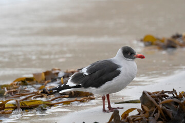 The Dolphin gull (Leucophaeus scoresbii)