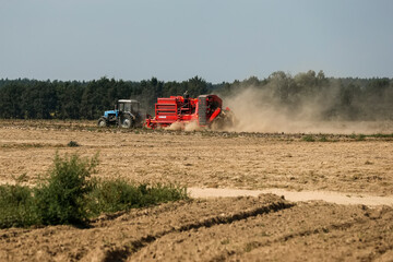 Fototapeta premium The combine harvests potatoes in the field. Kyiv region, Ukraine. August 2014 