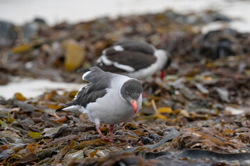 The Dolphin gull (Leucophaeus scoresbii)