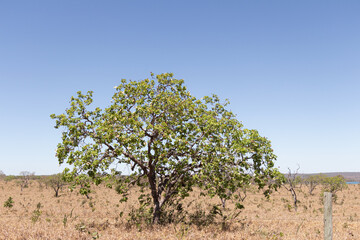 PEQUISEIRO FOLHAS FLORES CERCA VERDE BRANCA