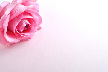 One beautiful rose on a white background. Valentine's Day. Place for text.