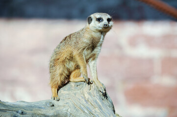 Erdmännchen im Stadtpark Lahr 
