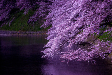 水面の夜桜　千鳥ヶ淵