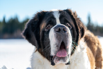 Adult Saint Bernard closeup Portrait purebred dog playing around in Snow