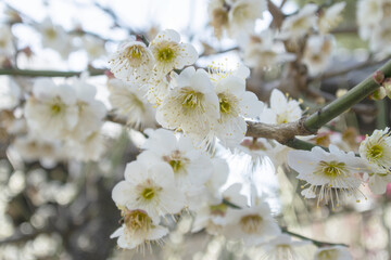 白い梅の花