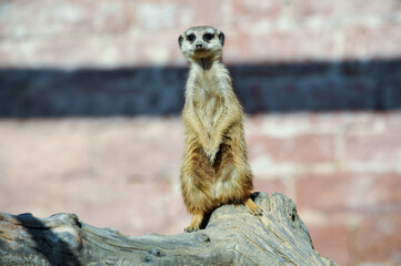 Erdmännchen im Stadtpark Lahr 