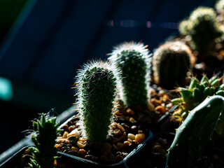 Silhouette Cactus Growing behind The Sun Light