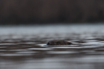 Swimming European beaver in the misty morning, photographed in National Park The Biesbosch, The Netherlands.