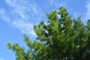 Green top of cedar tree on the background of sky in summer day.