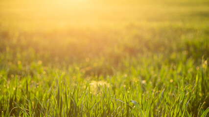 Green grass field in sunlight. Young wheat in sunset. Macro landscape. Spring background.