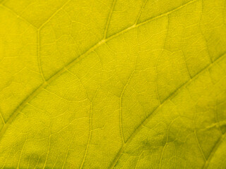 Pattern on The Lecttuce Tree