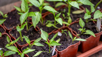 Young green seedlings plants growing in compost trays, before planting in the ground. 