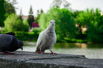 pigeons in the park
