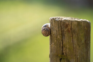 snail climbing up
