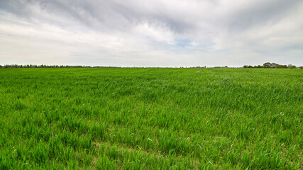 Rural summer landscape. Green field of wheat and blue sky on farm. Green meadow. Nature landscape, wilderness. Agriculture. Countryside outdoors, scenic view. 