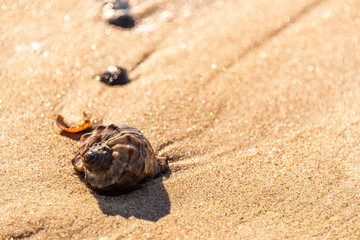 Seashell on wet sand on the beach at sunrise. Horse conch shell  or Triplofusus papillosus.
