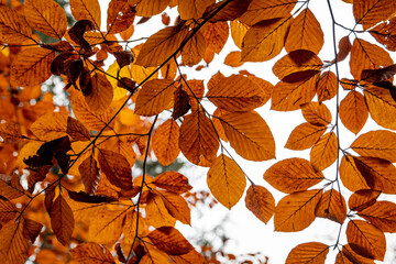 Autumn red and orange leaves