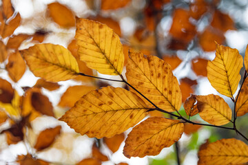 Autumn red and orange leaves