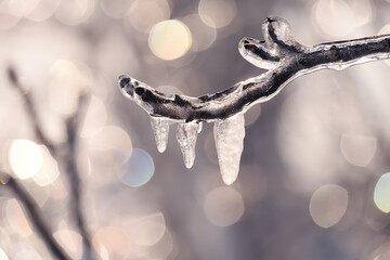 A tree branch with melting icicles and a gentle sunny background. Close-up. Selective focus. Thaw. 