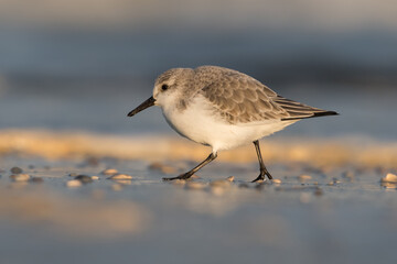 Sanderling (Calidris alba) looking for food on the beach of Hoek of Holland, photographed during the golden hour, with sunrise.