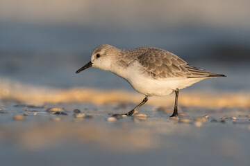 Sanderling (Calidris alba) looking for food on the beach of Hoek of Holland, photographed during the golden hour, with sunrise.