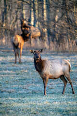 Elk, Kentucky, Stock, United States