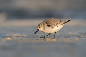 Sanderling (Calidris alba) looking for food on the beach of Hoek of Holland, photographed during the golden hour, with sunrise.