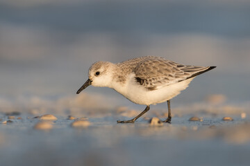 Sanderling (Calidris alba) looking for food on the beach of Hoek of Holland, photographed during the golden hour, with sunrise.