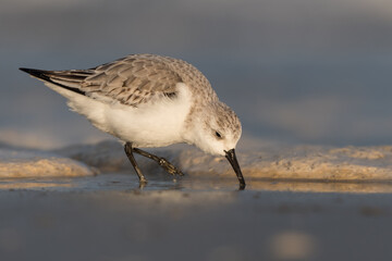Sanderling (Calidris alba) looking for food on the beach of Hoek of Holland, photographed during the golden hour, with sunrise.